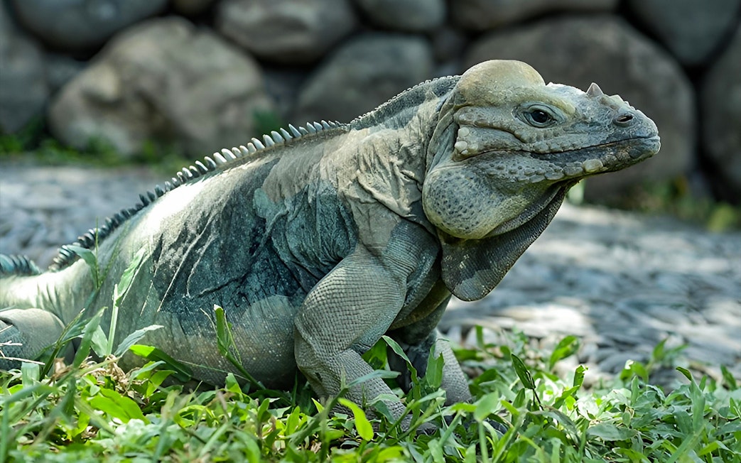 Iguana resting on grass at Bali Reptile Park.