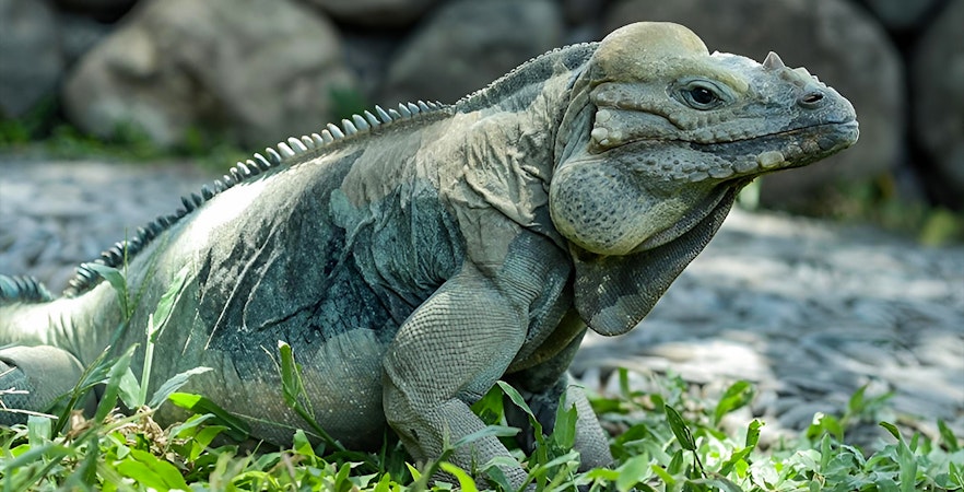 Iguana resting on grass at Bali Reptile Park.