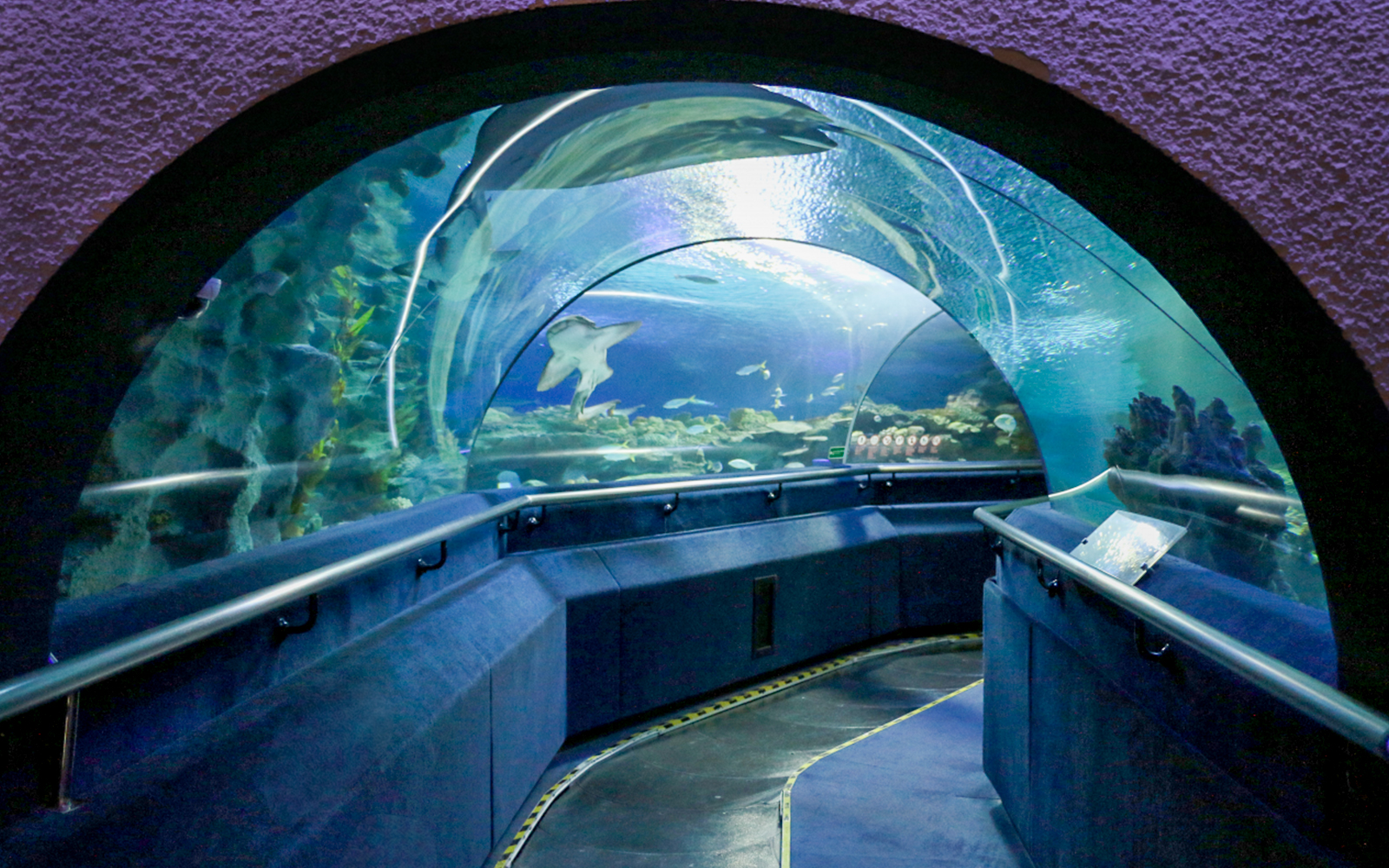Aquaria KLCC underwater tunnel with marine life swimming above.