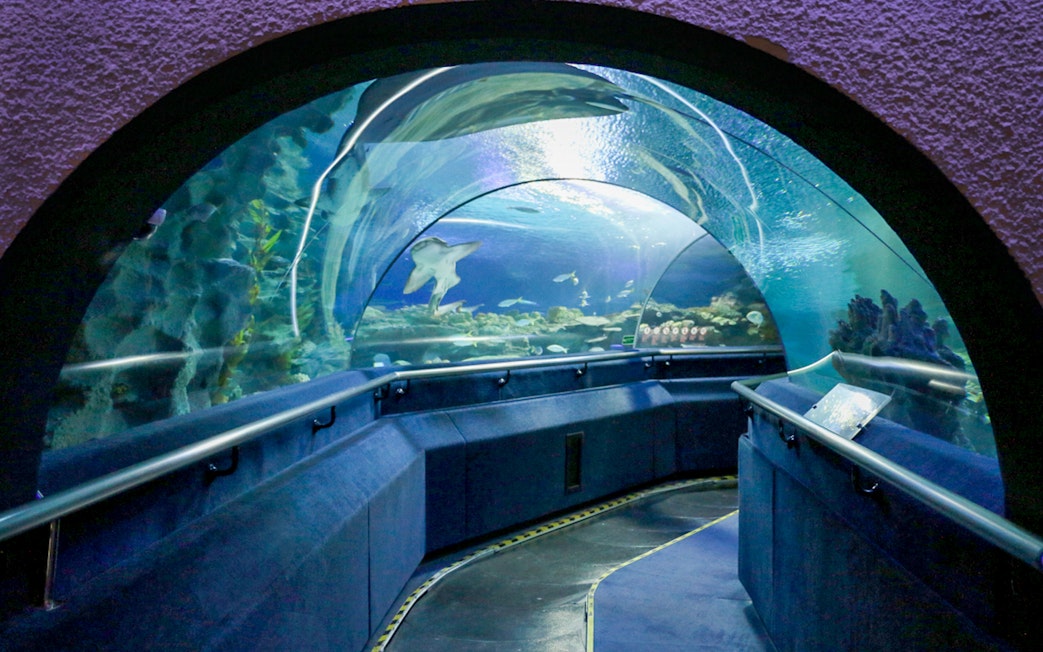 Aquaria KLCC underwater tunnel with marine life swimming above.