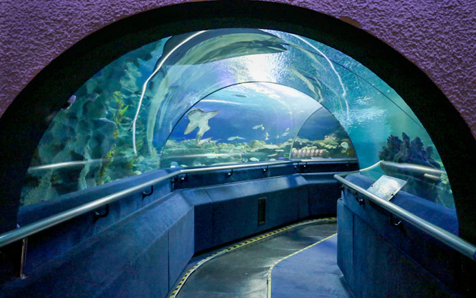 Aquaria KLCC underwater tunnel with marine life swimming above.