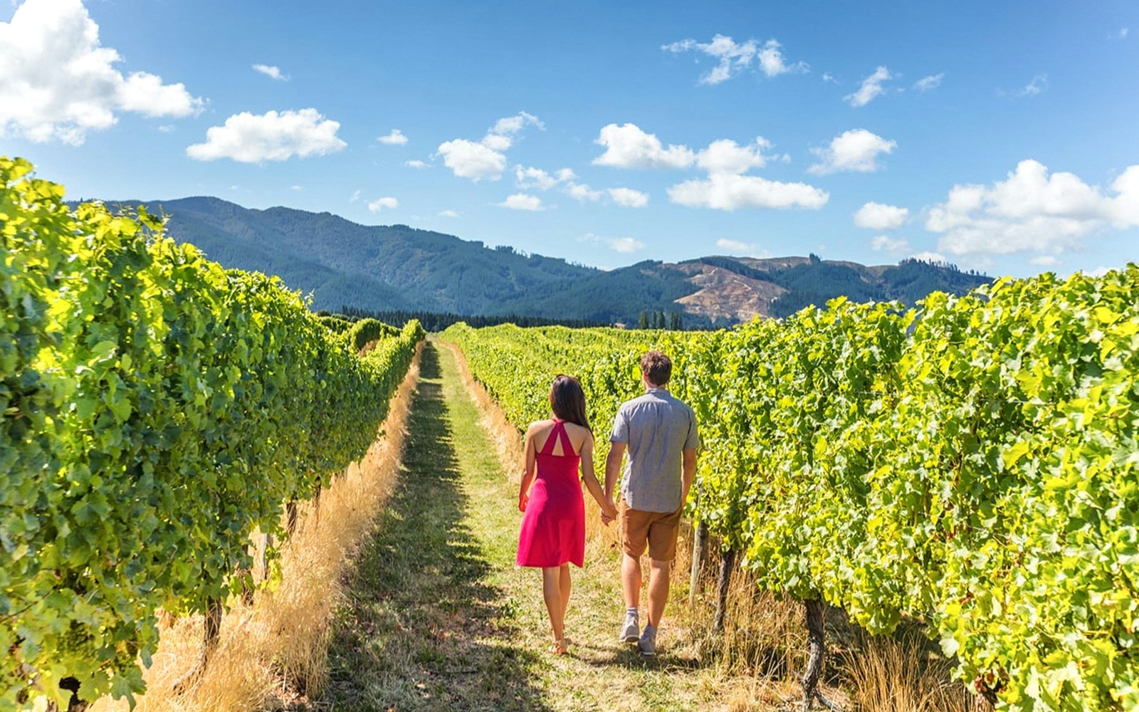 Visitors walking through vineyard in Napa-Sonoma Wine Country.