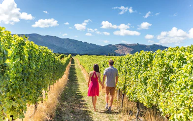 Visitors walking through vineyard in Napa-Sonoma Wine Country.