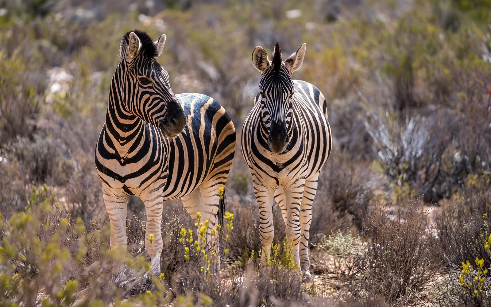safari dans la réserve d'aquila : circuit « big 5 » en petit groupe avec prise en charge à l'hôtel, entrée au parc et déjeuner au buffet-1