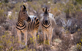 reserva privada de caza aquila: safari de varios días que incluye excursiones para avistar animales cerca de ciudad del cabo-5