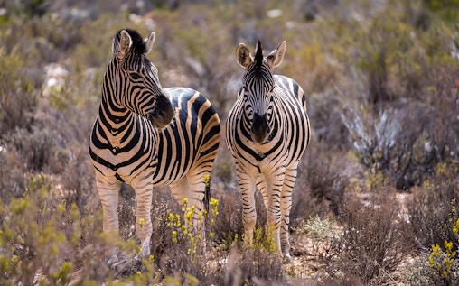 Aquila Game Reserve Safari: Small-Group Big 5 Tour with Hotel Pickup, Park Entry, and Buffet Lunch