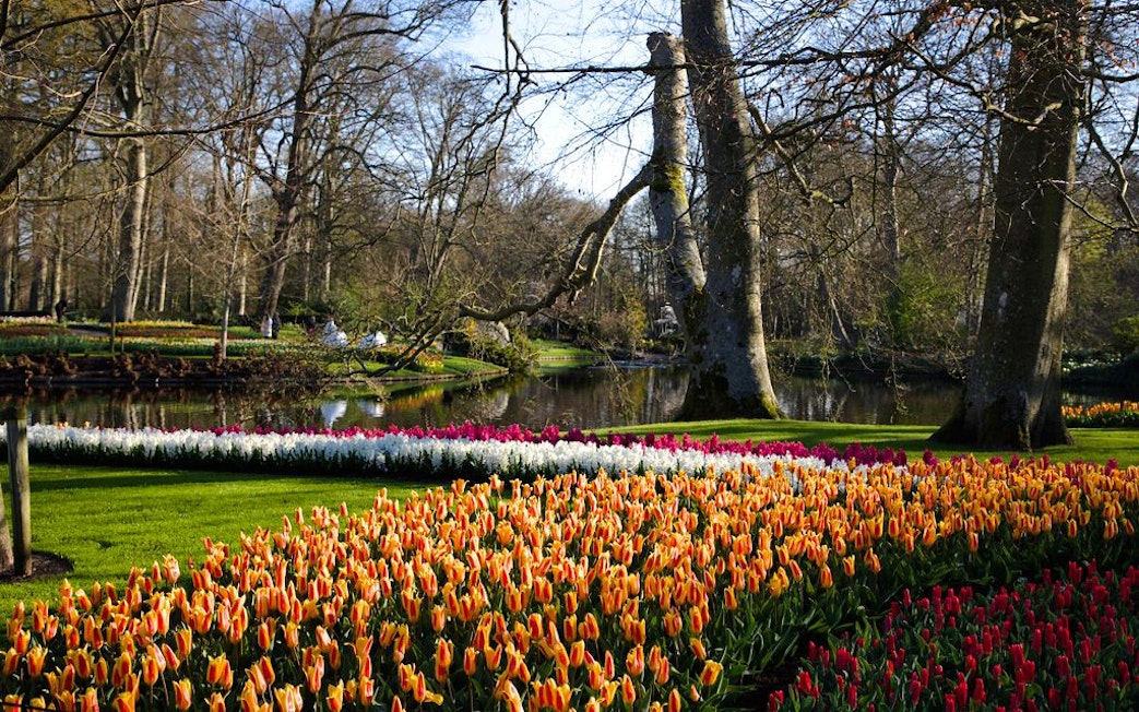 Tulips blooming by a pond at Keukenhof Gardens, Netherlands.
