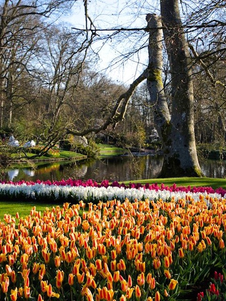 Tulips blooming by a pond at Keukenhof Gardens, Netherlands.