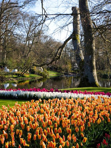 Tulips blooming by a pond at Keukenhof Gardens, Netherlands.