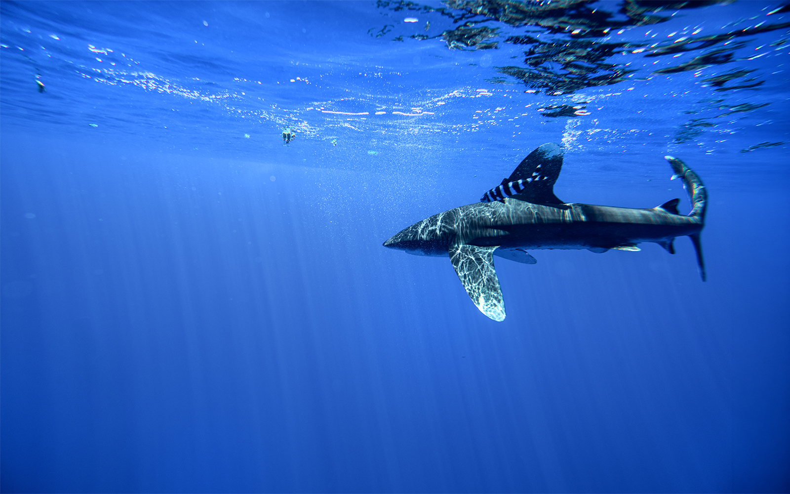 Shark swimming underwater during Turtle and Shark Dive Tour at Mala Wharf, Maui.