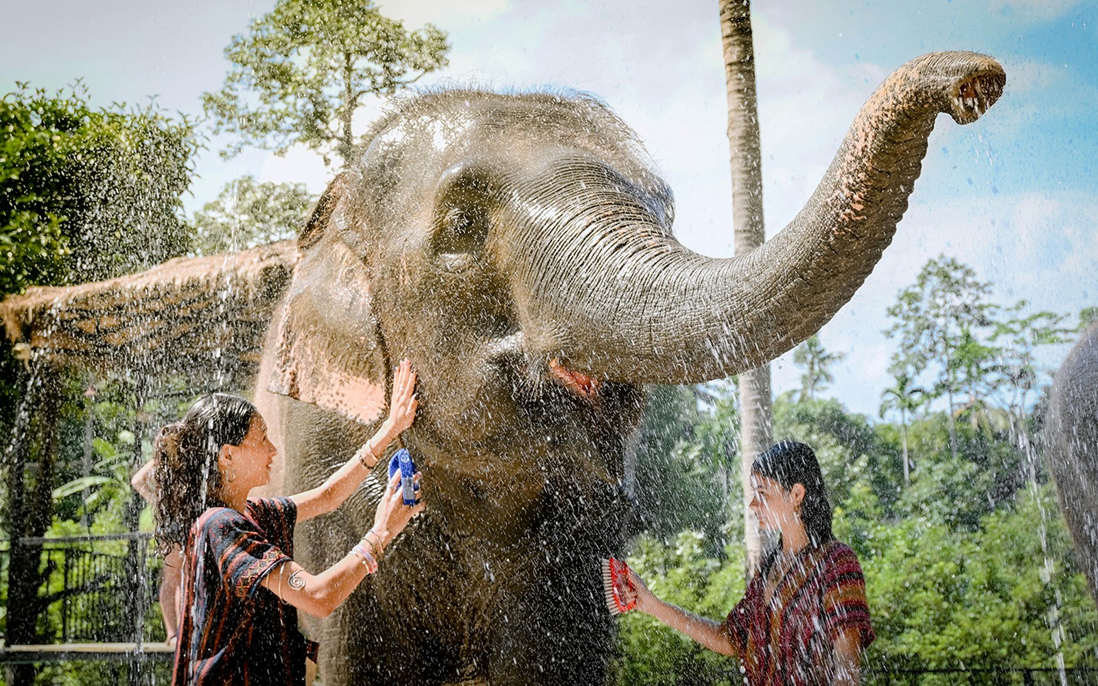 Elephant being bathed by visitors at Elephant Jungle Sanctuary Samui.