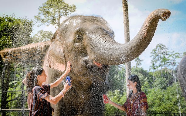 Elephant being bathed by visitors at Elephant Jungle Sanctuary Samui.