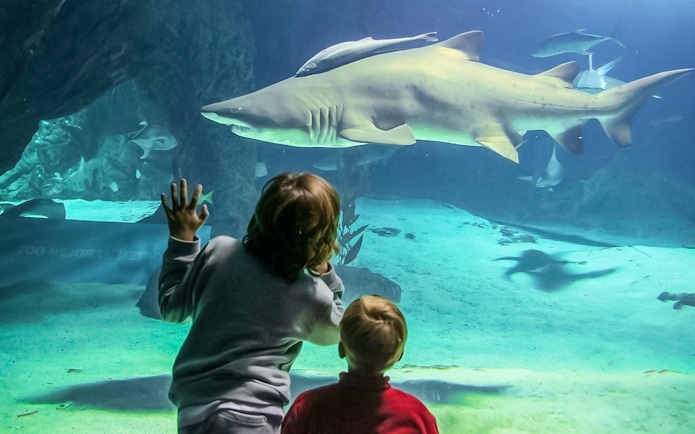 Children watching a large shark swim in an aquarium.