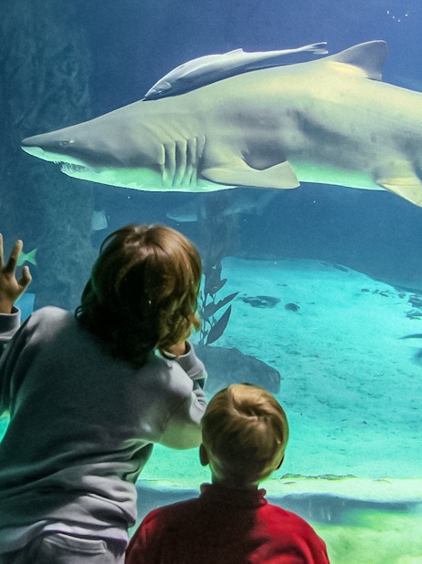 Children watching a large shark swim in an aquarium.