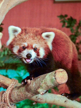 Red panda on a tree branch at Neo Park Okinawa.