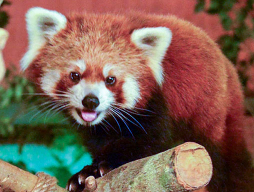Red panda on a tree branch at Neo Park Okinawa.