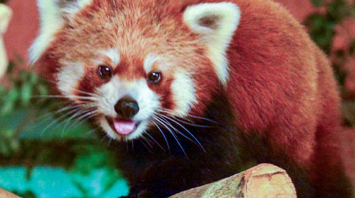 Red panda on a tree branch at Neo Park Okinawa.