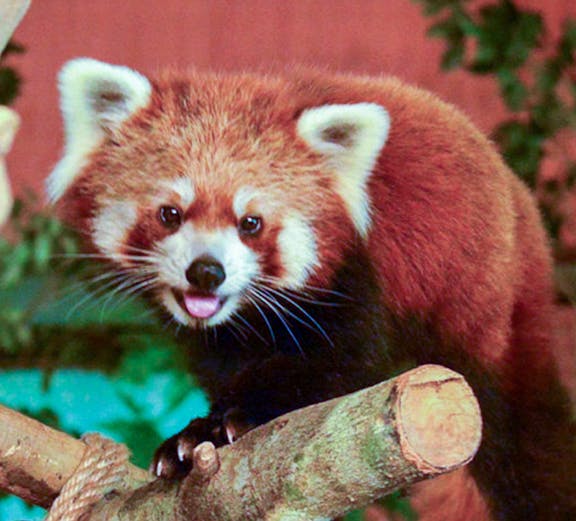 Red panda on a tree branch at Neo Park Okinawa.