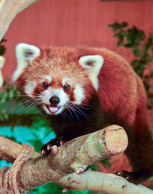 Red panda on a tree branch at Neo Park Okinawa.