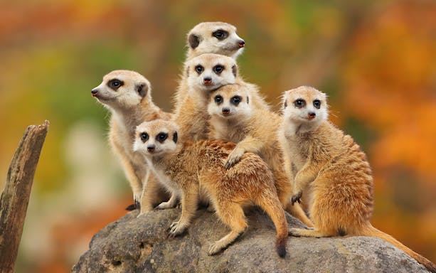 Meerkats on a rock at Ballarat Wildlife Park, part of the Combo: Ballarat Wildlife Park + Sovereign Hill tour.