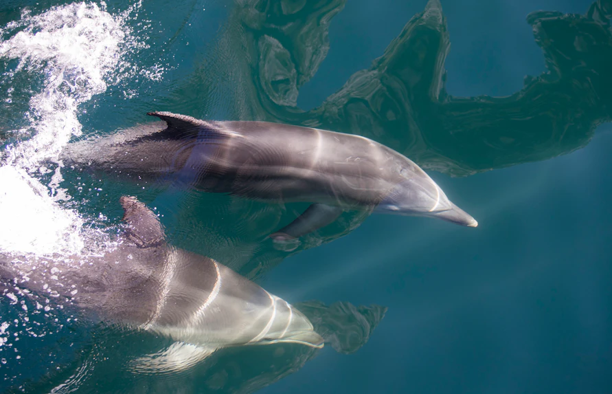 Dolphins swimming in Milford Sound during an extended cruise.