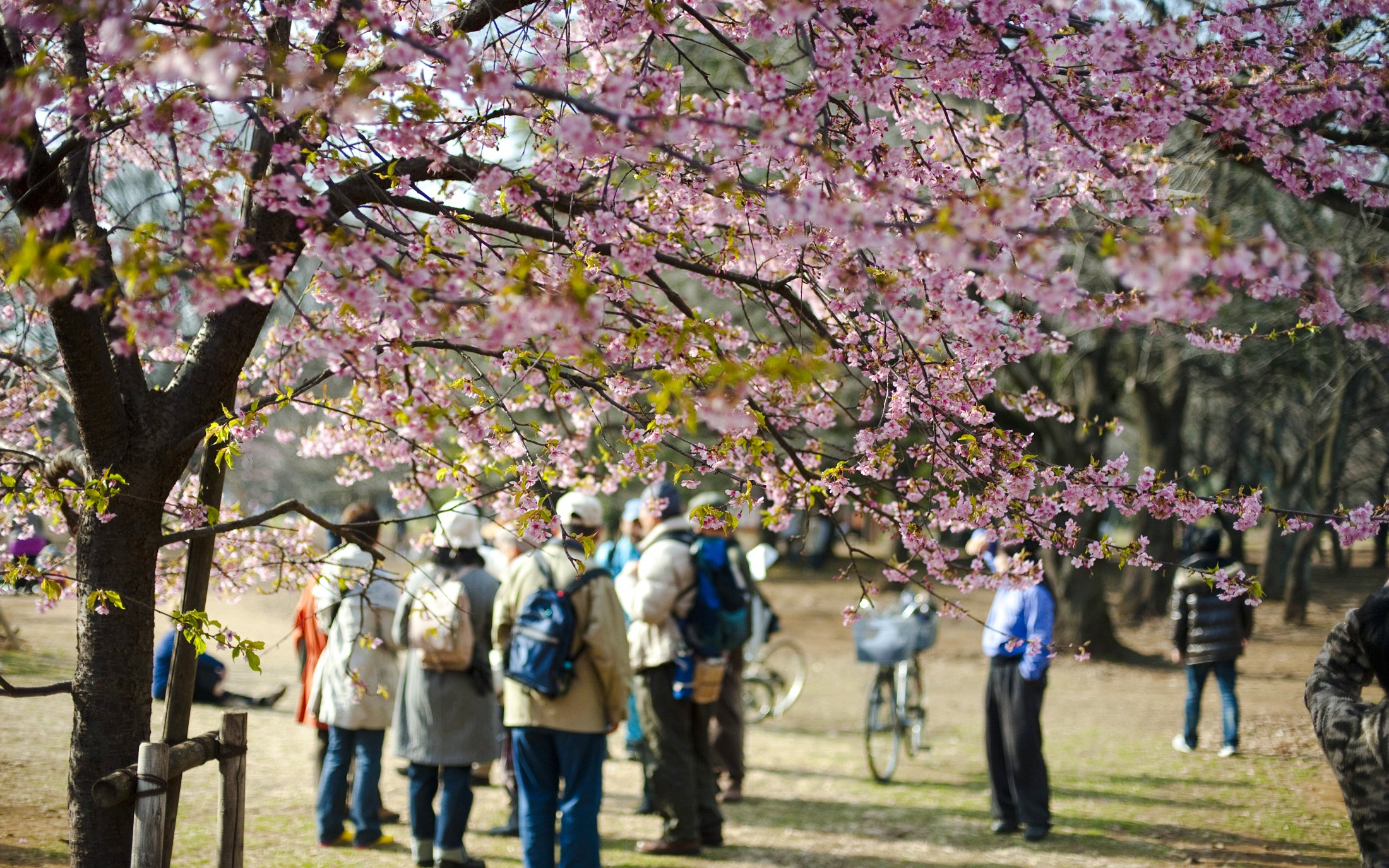 People gathering under cherry blossoms during Hanami in a park.