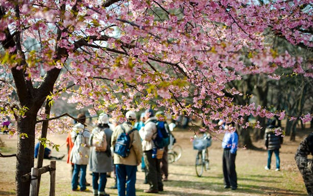 People gathering under cherry blossoms during Hanami in a park.