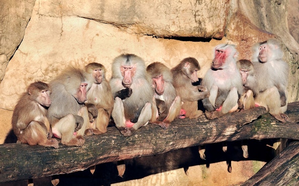 Baboons sitting on a log inside Cologne Zoo enclosure.