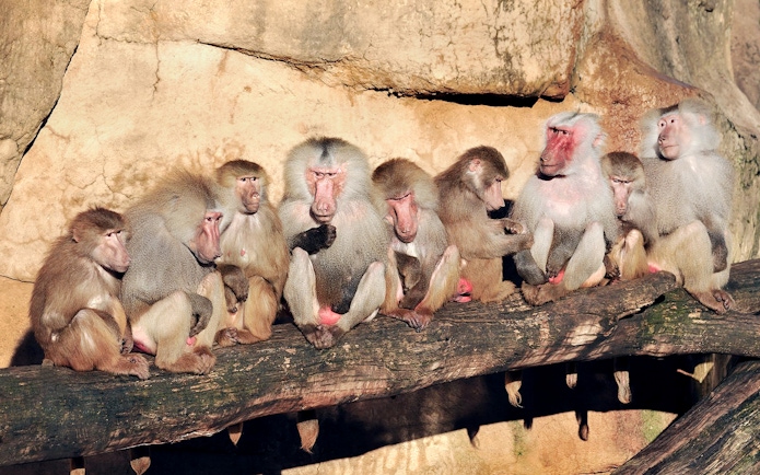 Baboons sitting on a log inside Cologne Zoo enclosure.