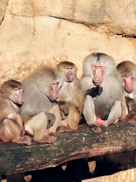Baboons sitting on a log inside Cologne Zoo enclosure.