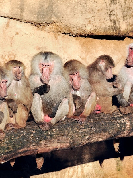 Baboons sitting on a log inside Cologne Zoo enclosure.