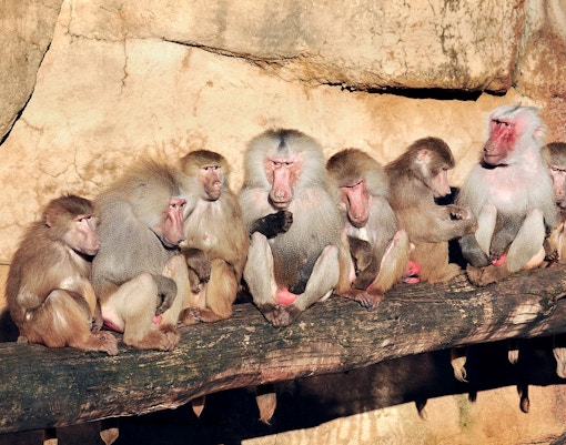 Cologne Zoo