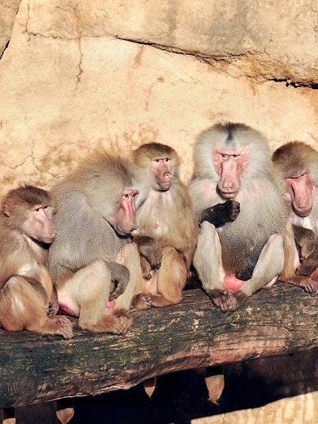 Baboons sitting on a log inside Cologne Zoo enclosure.
