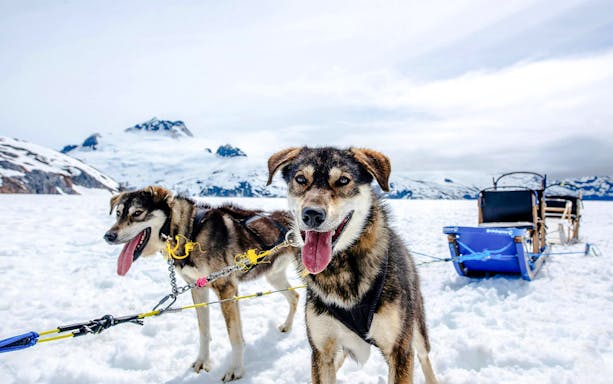 tour de helicóptero em juneau com pouso na geleira e passeio de trenó puxado por cães na geleira herbert-2