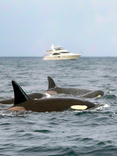 Orcas swimming near a yacht during Skjervoy Whale Watching Cruise.