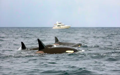 Orcas swimming near a yacht during Skjervoy Whale Watching Cruise.