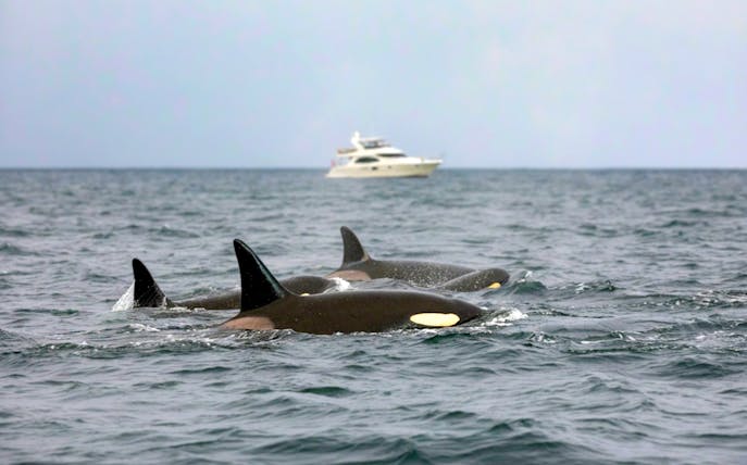 Orcas swimming near a yacht during Skjervoy Whale Watching Cruise.
