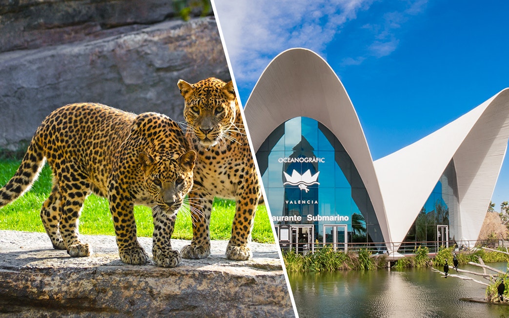 Leopards at Bioparc and Oceanogràfic entrance in Valencia, Spain.
