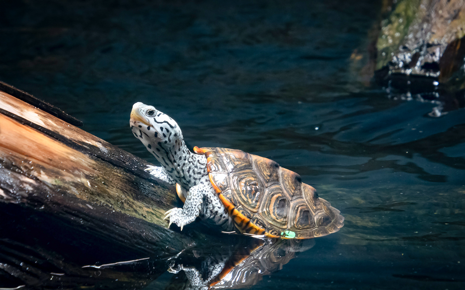 Diamondback terrapin swimming in Georgia aquarium exhibit.
