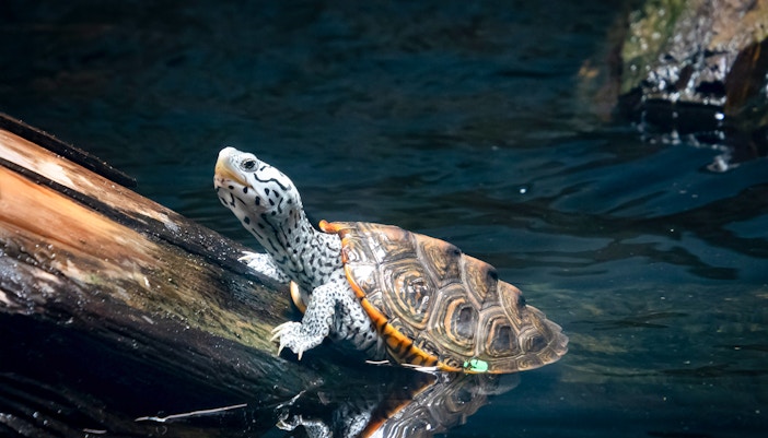 Diamondback terrapin swimming in Georgia aquarium exhibit.