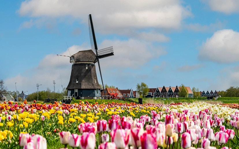 Windmill and colorful tulip fields in the Netherlands during a small group tour.