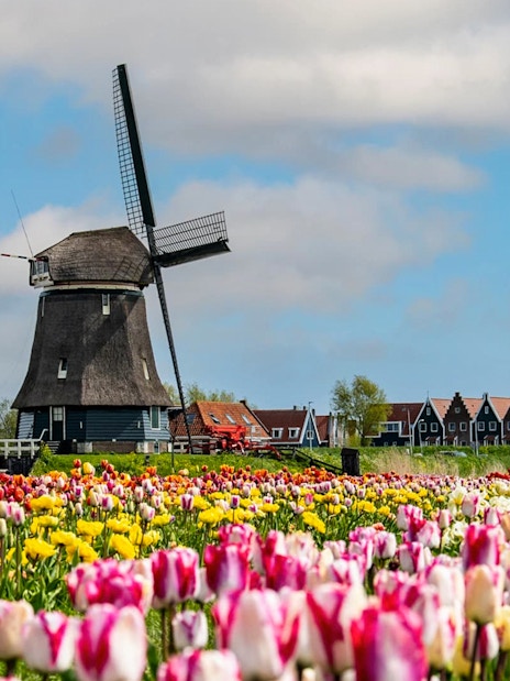 Windmill and colorful tulip fields in the Netherlands during a small group tour.