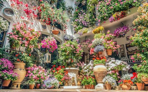 Colorful flower arrangements in a courtyard during a guided tour of the Patios of Cordoba.