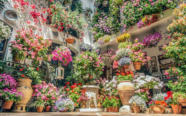 Colorful flower arrangements in a courtyard during a guided tour of the Patios of Cordoba.