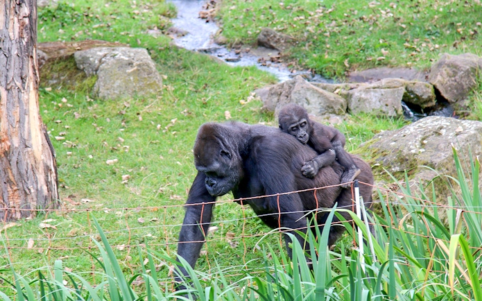 Gorilla with baby on its back at Prague Zoo enclosure.