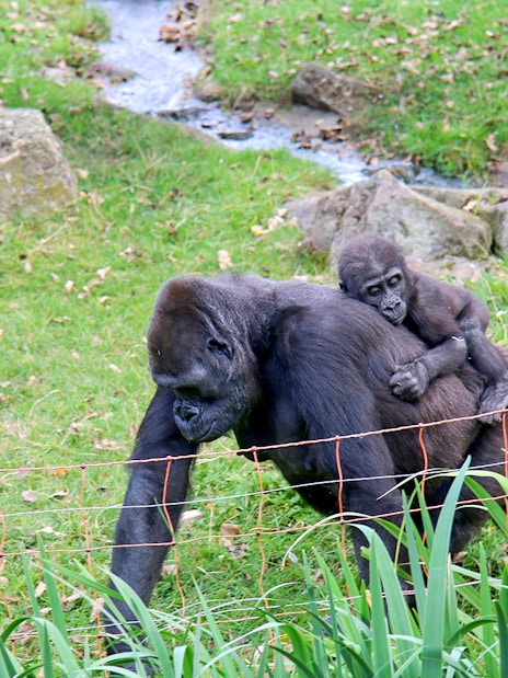 Gorilla with baby on its back at Prague Zoo enclosure.