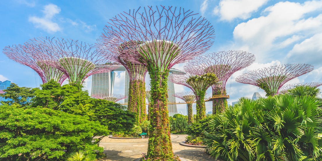 Supertree Observatory Tickets