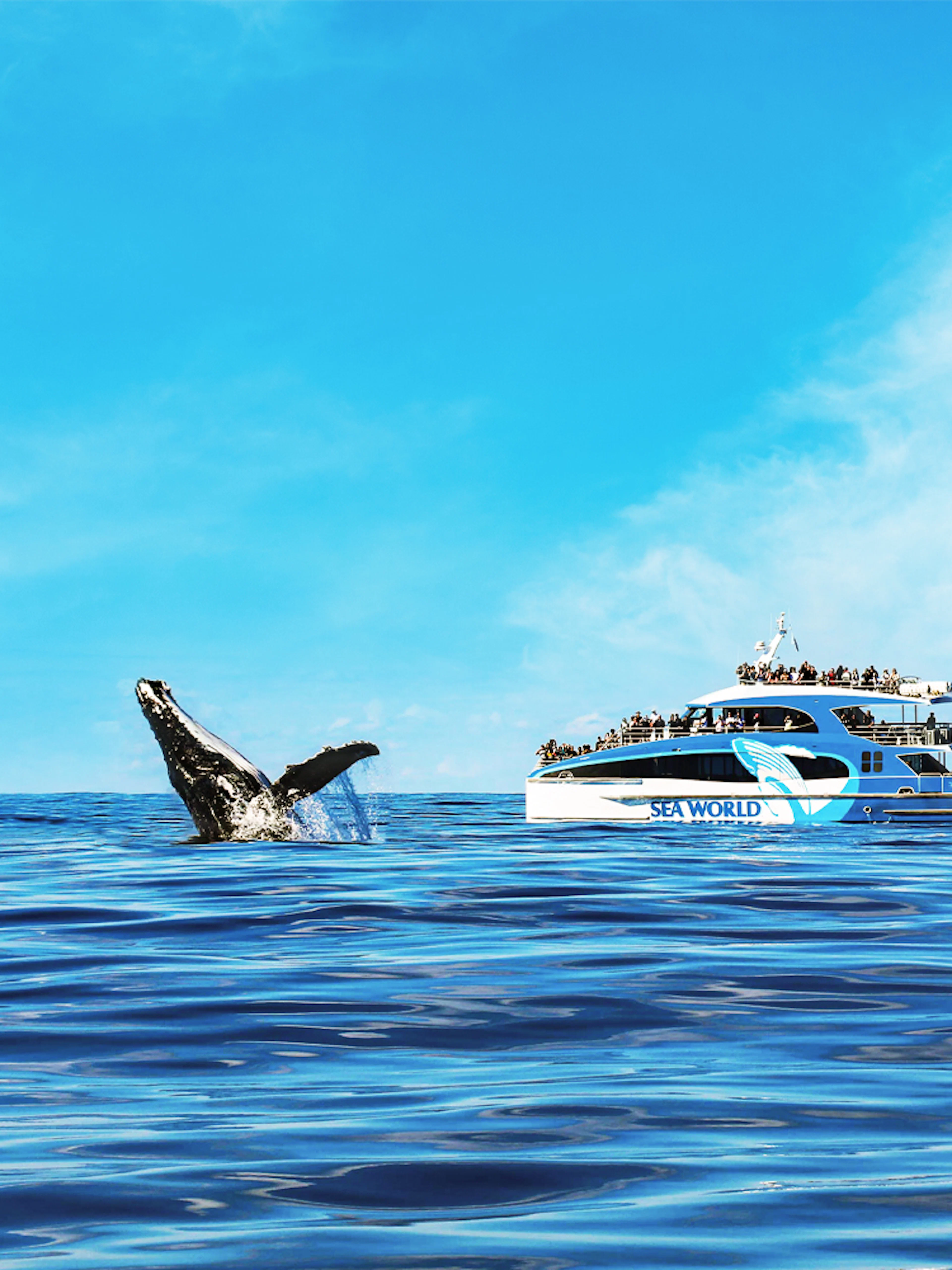 Whale fin emerging near cruise ship on ocean tour.