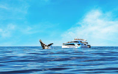 Whale fin emerging near cruise ship on ocean tour.