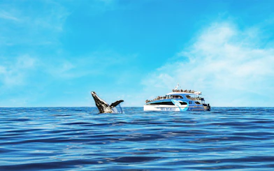 Whale fin emerging near cruise ship on ocean tour.